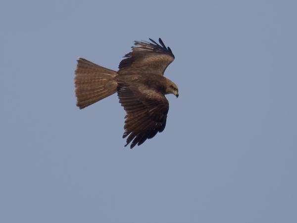 <h3><a href="/trips/ebro/biota/animalia/chordata/aves/017 accipitriformes/004 accipitridae/milvus migrans/milvus migrans-nl.html">Milvus&nbsp;migrans</a> / Black&nbsp;kite / Zwarte&nbsp;wouw</h3>OM-1 Mark II met M.300mm F4.0 + MC-14, 1/2000 sec  bij F5.6, ISO 320